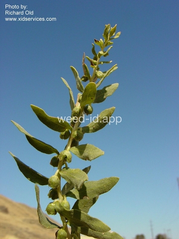sumpweed, poverty